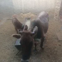 گاو باگوساله|حیوانات مزرعه|دهق, |دیوار