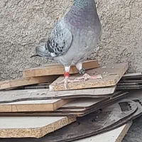 کبوتر گرفتنی پلاکی ماده معاوضه با کفتر معمولی