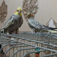 عروس هلندی