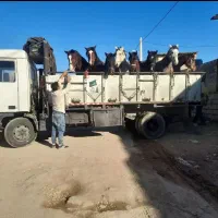 خرید و فروش اسب