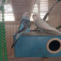 دوعدد مرغ عشق|پرنده|عجب شیر, |دیوار