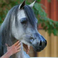 پانسیون باشگاه سوارکاری