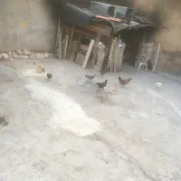 مرغ و جوجه