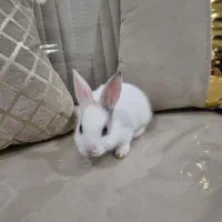 خرگوش سفید چشم آبی