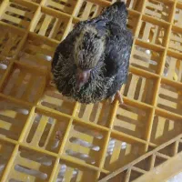 کفتر  فروشی قیمت  توافقی