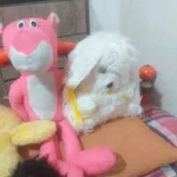 عروسک درحدنو|اسباب‌بازی بچه|اصفهان, دستگرده|دیوار