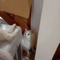 گربه پرشین|گربه|تبریز, |دیوار