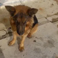 سگ ژرمن|سگ|اراک, |دیوار