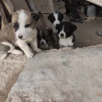 پاکوتاه|سگ|نیشابور, ماروسک|دیوار