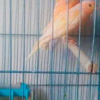 فروش انواع قناری نروماده درجه یک