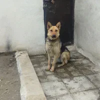 سگ ژرمن (ماده)