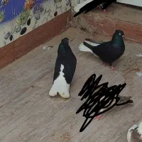 یک جفت اشعل