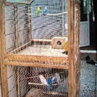 فروش قفس به همراه 2 جفت مولد زیر فی بازار