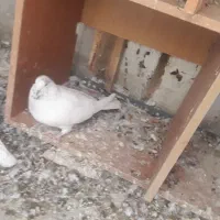 به شرط پرش   به علت زیادی ماده