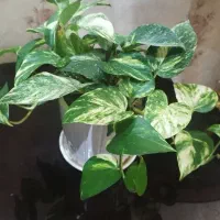 گل و گیاه پتوس  پرو درجه یک