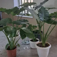 بابا ادم با ساقه سبز سالم