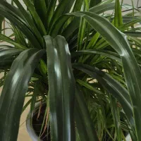 گل ذرتی تیغی