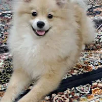 واگذاری پامر|سگ|رشت, رودباری|دیوار