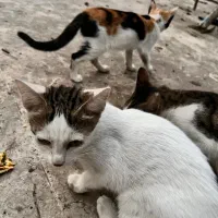 بچه گربه دستی نر و ماده|گربه|رشت, دیانتی|دیوار