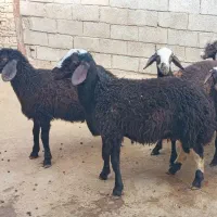 بره پایه پروار