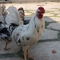 خروس گلین لری|حیوانات مزرعه|شیراز, شهرک گلدشت حافظ‎|دیوار