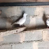 نر و ماده سوسکی سرخ نر چشم سیاه|پرنده|درمیان, |دیوار