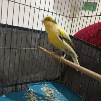 قناری نر|پرنده|الوند, |دیوار