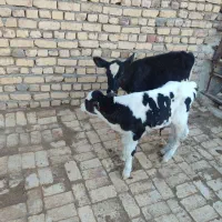 گوساله