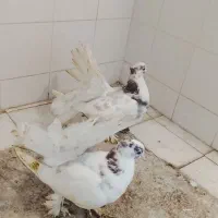 کبوتر دمچتری|پرنده|جویبار, |دیوار