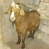 بزچاق|حیوانات مزرعه|شوشتر, |دیوار