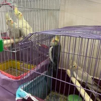 عروس هلندی خواننده