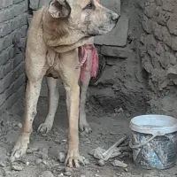 واگذاری سگ پژدر اصیل
