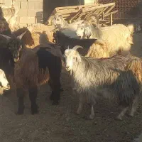 کهره چاق|حیوانات مزرعه|مرودشت, پشت سایپا‎|دیوار