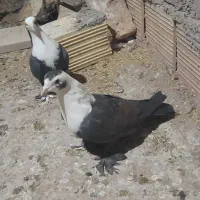 سه جفت سر سفید|پرنده|رفسنجان, |دیوار