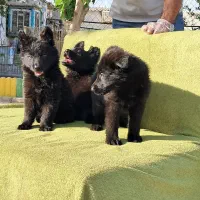 مرکز تخصصی سگ های گارد توله های اورجینال|سگ|گرمدره, |دیوار