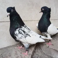 دوتا ماده کله سیاه کاکلی