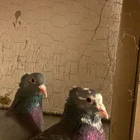 نرماده پلنگ