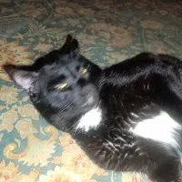 گربه اهلی وخونگی|گربه|بجنورد, |دیوار