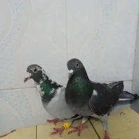 کفتر پلاکی‌‌‌|پرنده|شیراز, کرونی(خاتونک)|دیوار