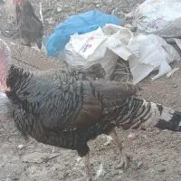 خروس بوقلمون و اردک پروازی