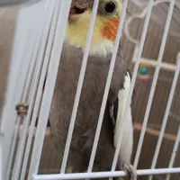 جفت عروس هلندی نر سخنگو رام