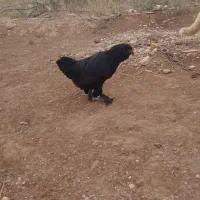 مرغ و خروس