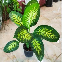 گل دیفن زیبا