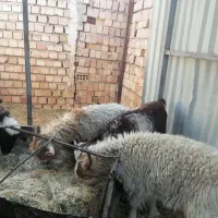 کره نر|حیوانات مزرعه|زرند, |دیوار