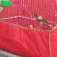 قناری ابلغ نر