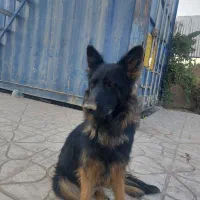واگذاری ژرمن ماده