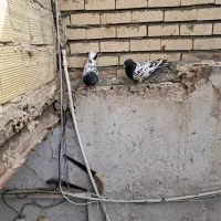 کفترصیدوجفتگاه|پرنده|مشهد, گاز|دیوار