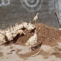 جوجه بوقلمون  گوشتی بیوتی ۶ فوق سنگین