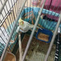 یک جفت عروس هلندی درجه یک با جوجه|پرنده|بومهن, |دیوار