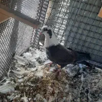 کفتر مخمل و ابلغ|پرنده|شیراز, گل سرخ|دیوار